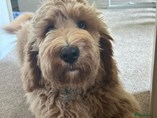 Mixed Breed dogs F1B STANDARD PRA CLEAR STBERNADOODLE - Advert 17