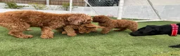 Cockapoo dogs for sale: Adorable F1BB Cockapoos - Advert 7