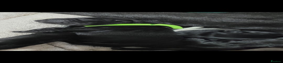Black girl light green collar 