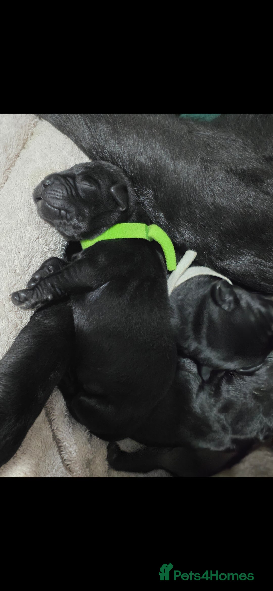 Labrador Retriever dogs for sale: 💫Stunning chocolate and black labrador pups 💫 - Image 13
