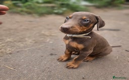 Dobermann dogs for sale: Elite Class World Champion Pedigree Pups KC'D - Image 13