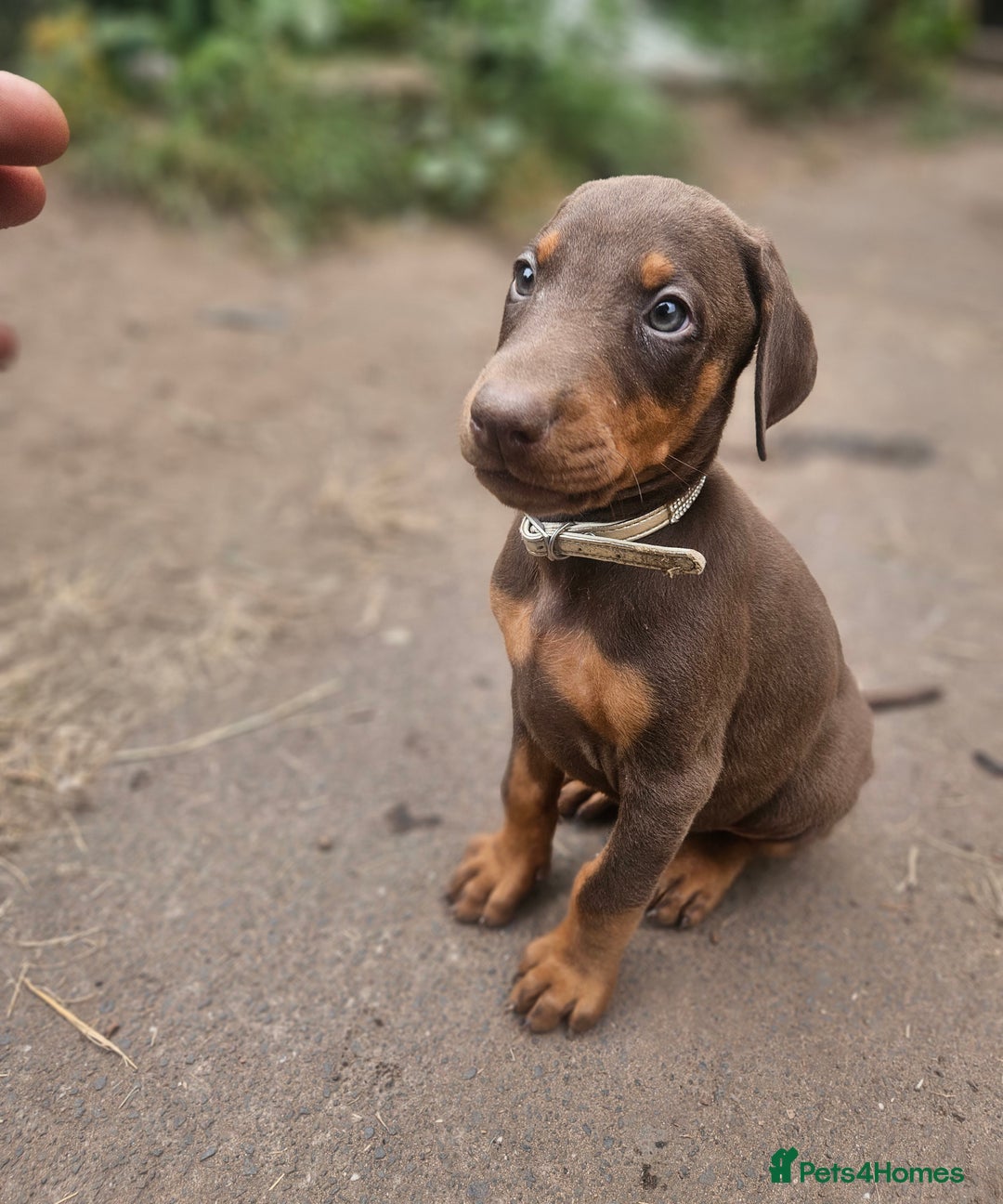 Dobermann dogs for sale: Elite Class World Champion Pedigree Pups KC'D - Image 13