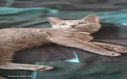Russian Blue cats for sale: TICA Russian Blue Kittens Pedigree - Image 16