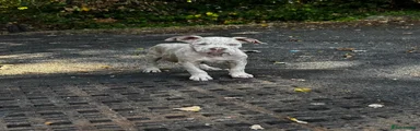 American Bulldog 1