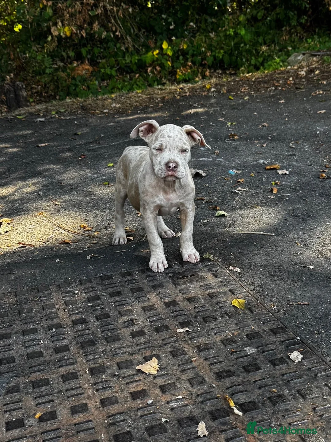 American Bulldog dogs for sale: Beautiful pocket bully  - Advert 2