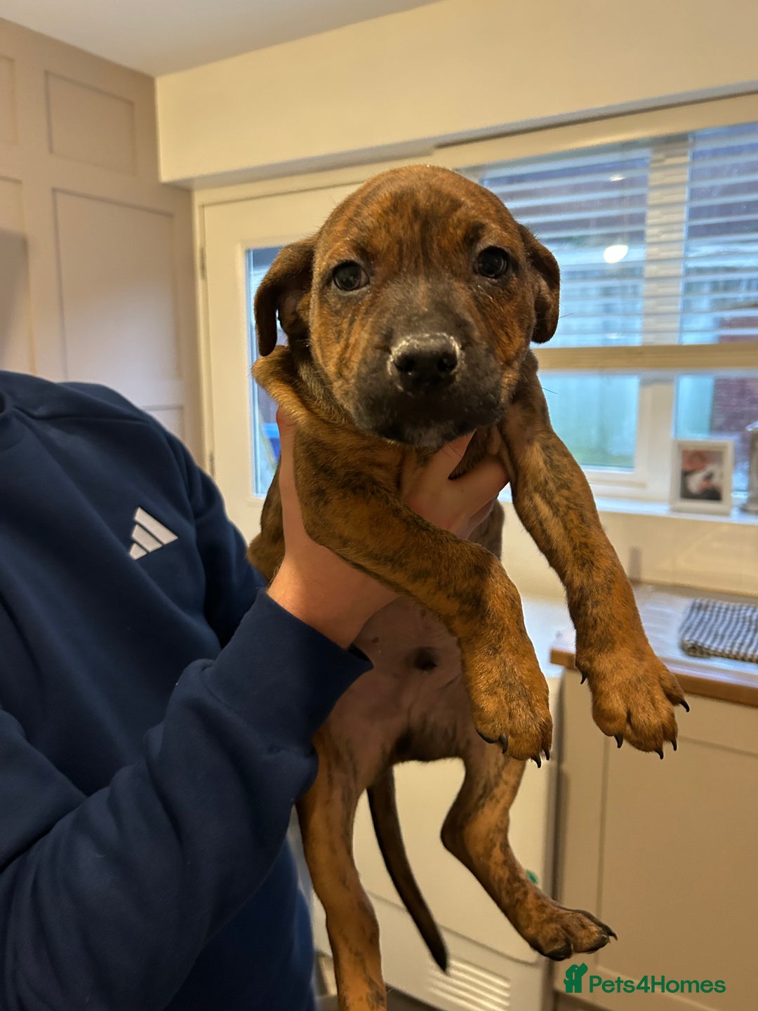 Mixed Breed dogs for sale: Staffy pups  - Advert 9