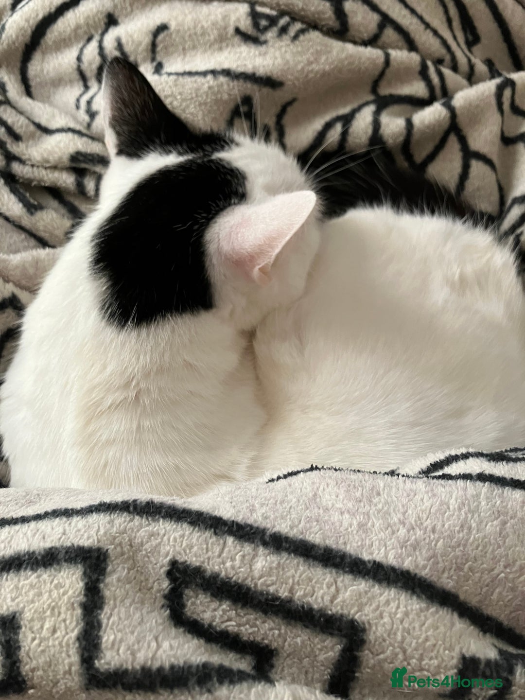 Mixed Breed cats for sale: Free to good home - Advert 2