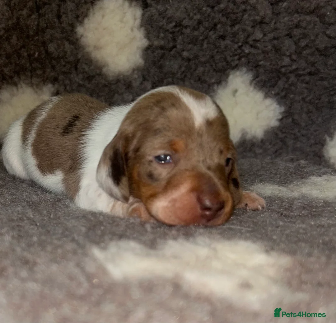 Miniature Dachshund dogs for sale: KC Registered Miniature Smooth Dachshund Puppies   - Advert 18