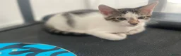 Mixed Breed cats for sale: cute kittens ready for a new home now  - Advert 8