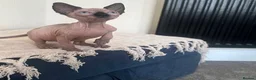 Sphynx cats for sale: READY TO LEAVE Canadian Sphynx kitten  - Advert 6