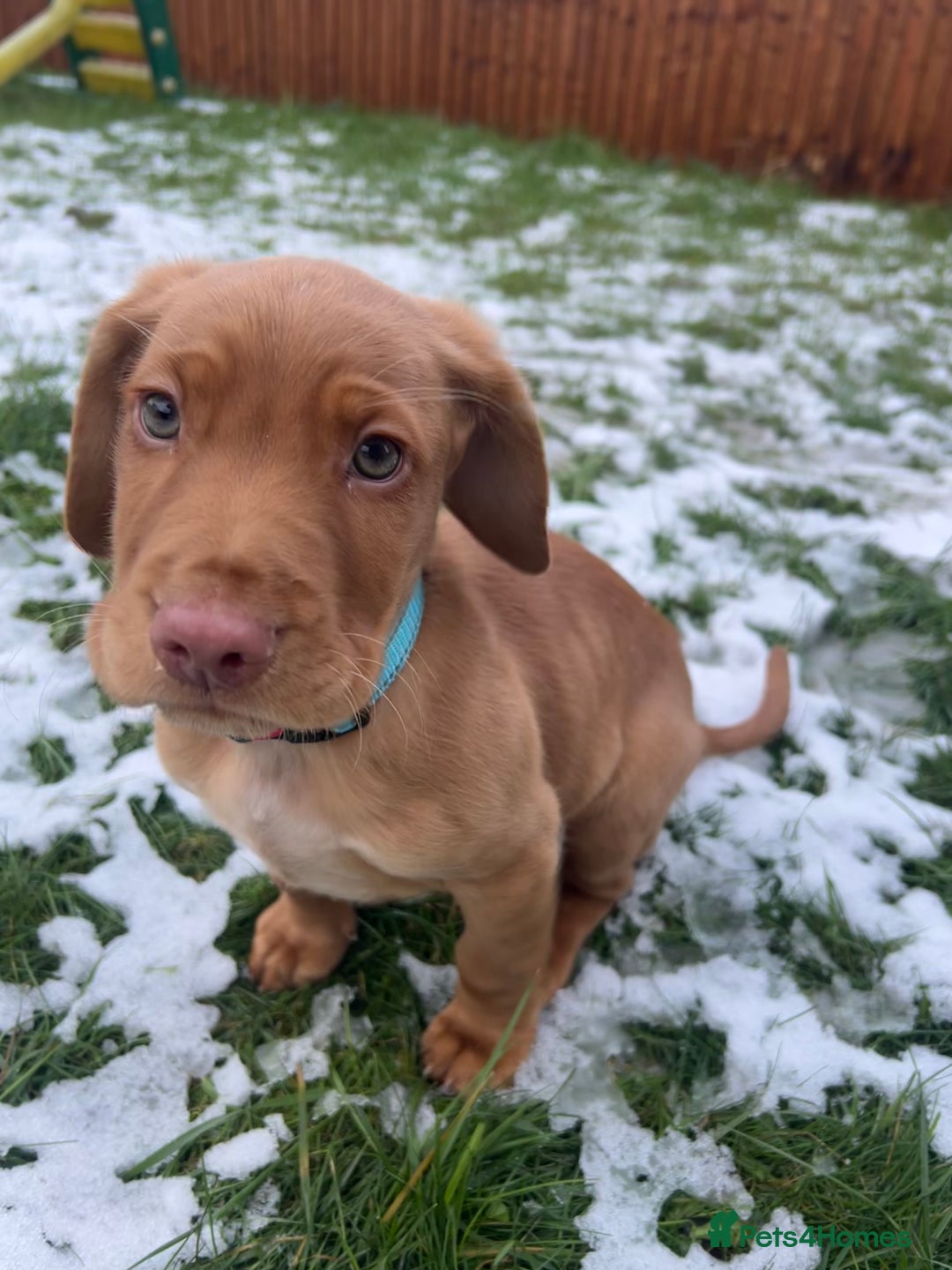 Cockerdor dogs for sale: 12 week cockerdor  - Advert 3