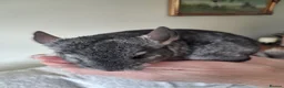 Chinchilla rodents for sale: Chinchilla baby males - Advert 3