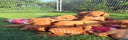 Hungarian Vizsla dogs for sale: !!REDUCED!! Beautiful KC Registered Vizsla Pups - Advert 6
