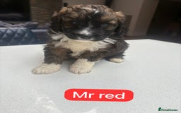 Mixed Breed dogs for sale: Outstanding Saint Bernadoodle Puppies  - Image 15