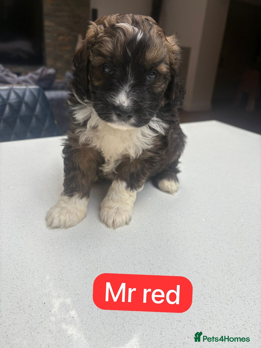 Mixed Breed dogs for sale: Outstanding Saint Bernadoodle Puppies  - Image 15