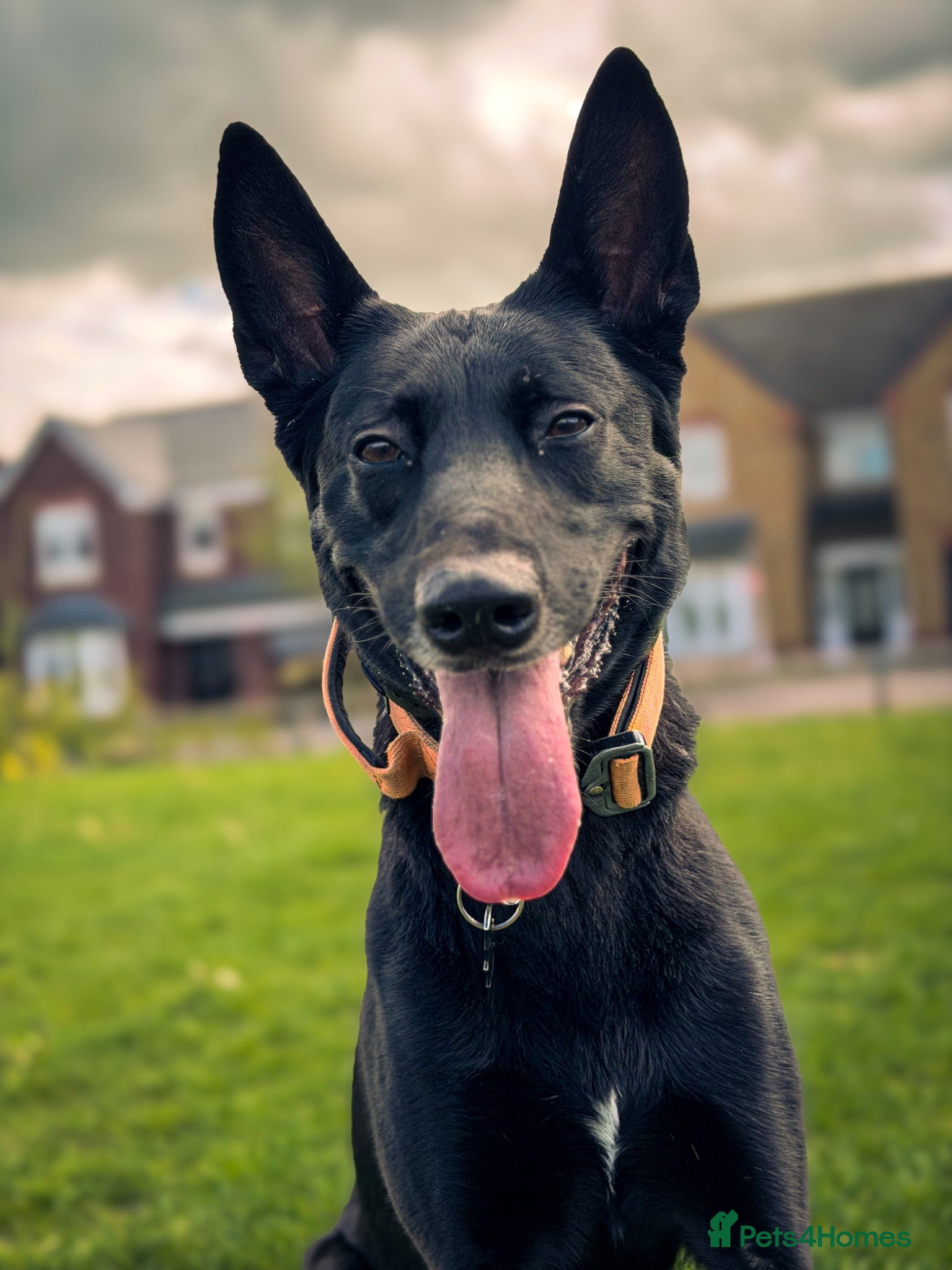 Belgian Shepherd Dog dogs Rehome milo - Advert 1