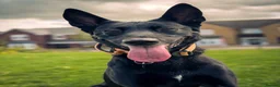 Belgian Shepherd Dog dogs for sale: Rehome milo - Advert 1
