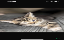 Bengal cats for sale: 2 kittens for sale  - Image 2