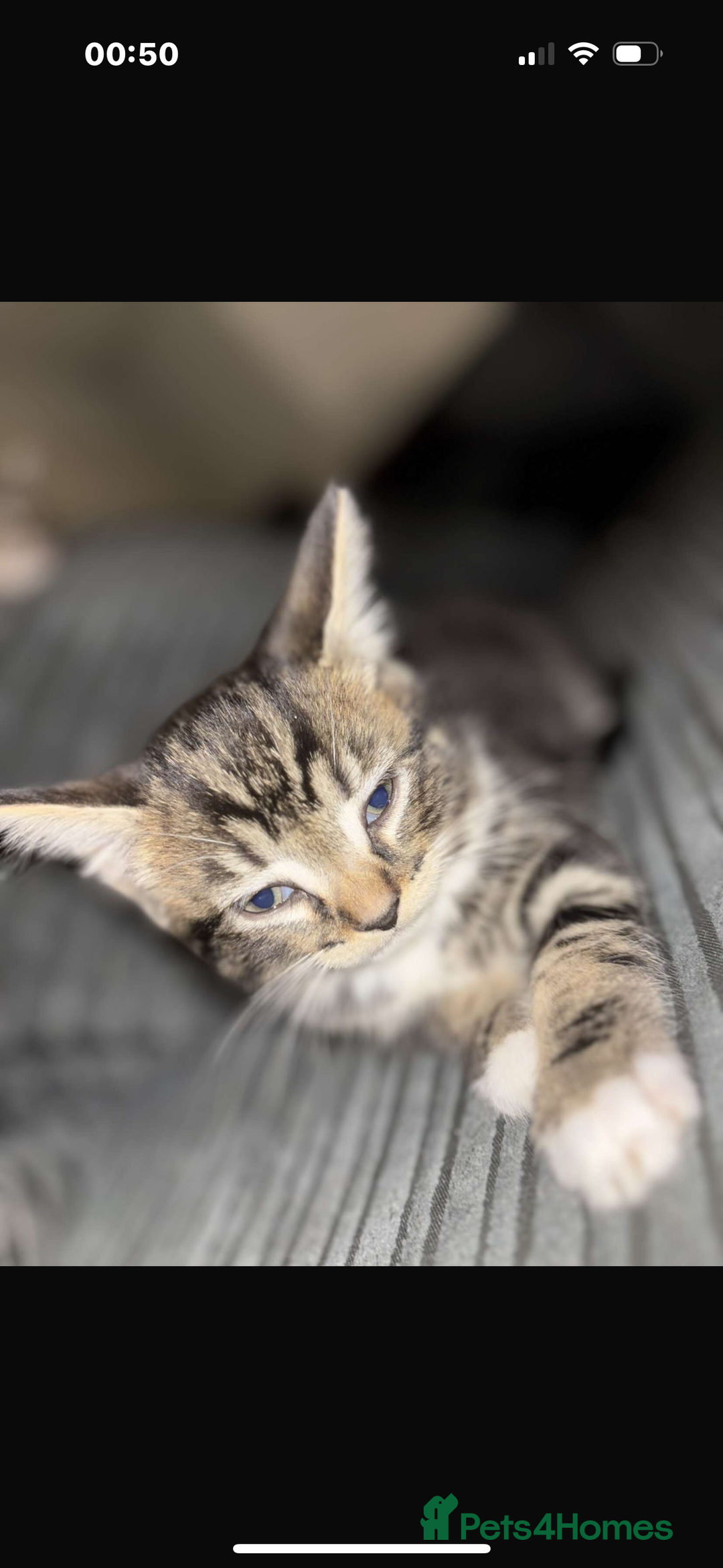 Bengal cats for sale: 2 kittens for sale  - Image 2
