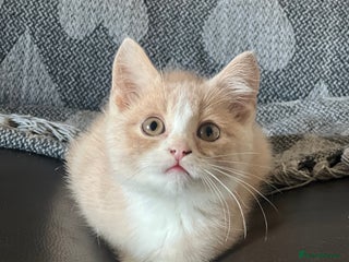 British Shorthair cats for sale: Beautiful British shorthair kittens - Advert 1