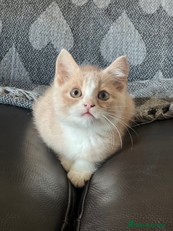 British Shorthair cats Beautiful British shorthair kittens - Advert 1