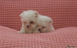Maltese dogs for sale: Maltese puppies  - Image 8