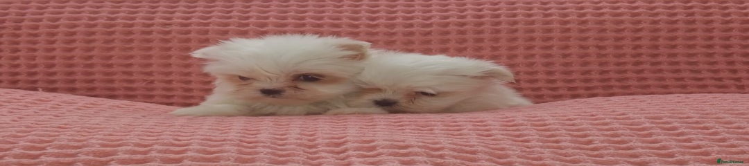 Maltese Puppy 2