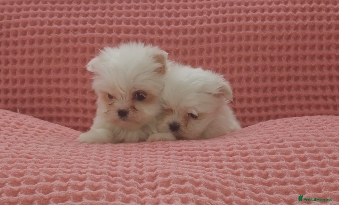 Maltese dogs for sale: Maltese puppies  - Image 8