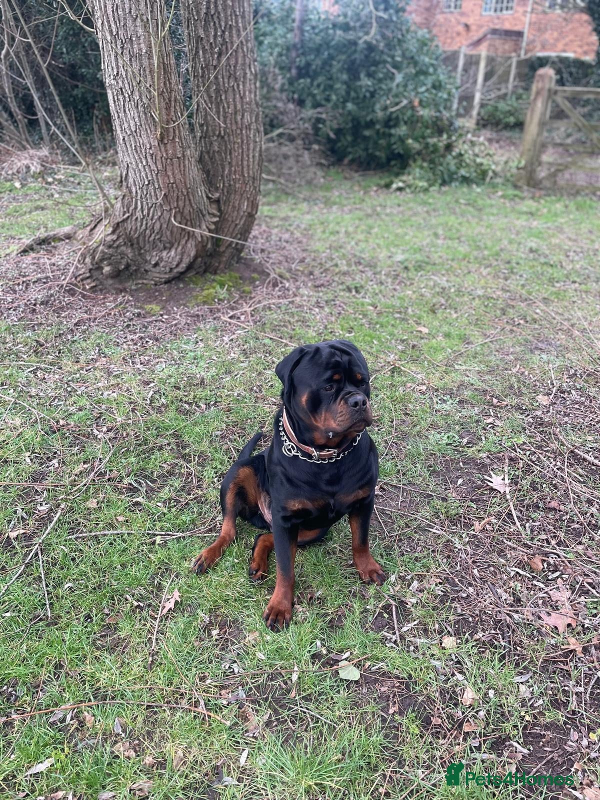 Rottweiler dogs 11 Gorgeous Purebred Rotties for Sale! - Advert 2