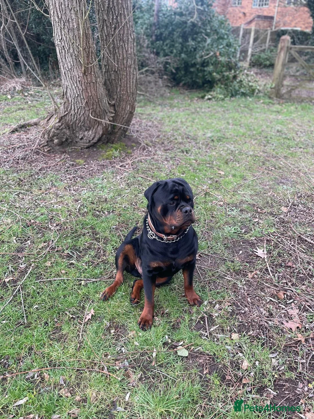 Rottweiler dogs for sale: 11 Gorgeous Purebred Rotties for Sale! - Advert 2