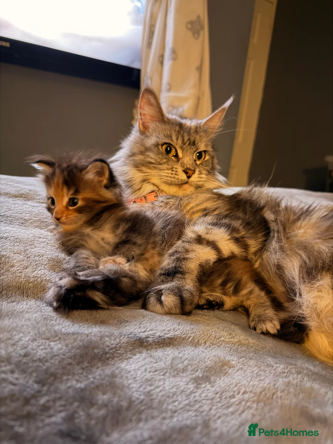 Maine Coon cats for sale: Maine coon kittens - Advert 1
