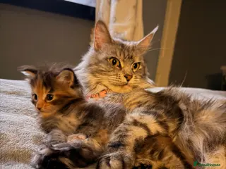 Maine Coon cats Maine coon kittens - Advert 1