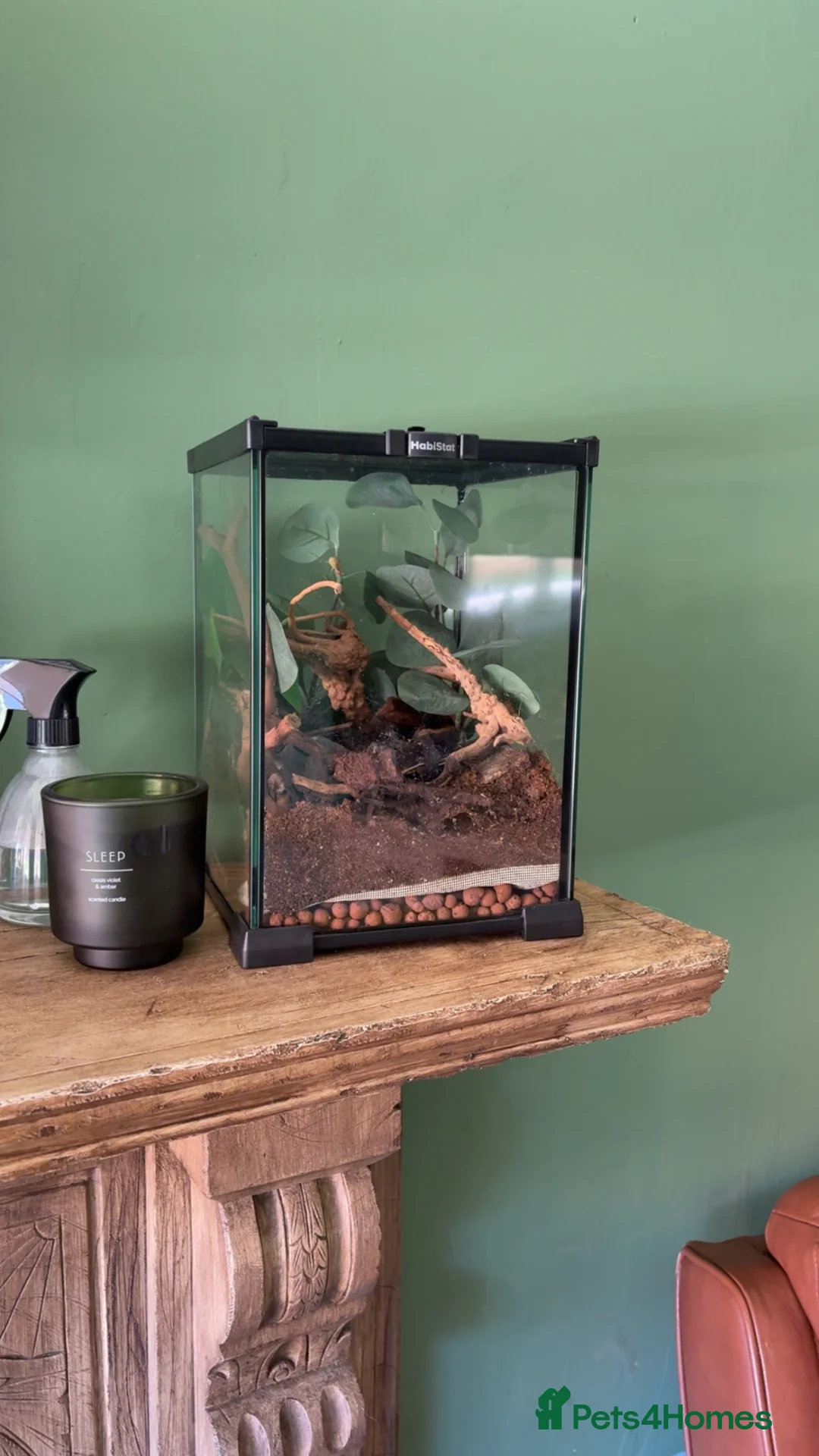 Praying Mantis invertebrates for sale: Yunnan Flower Mantis & Full Setup - Advert 1