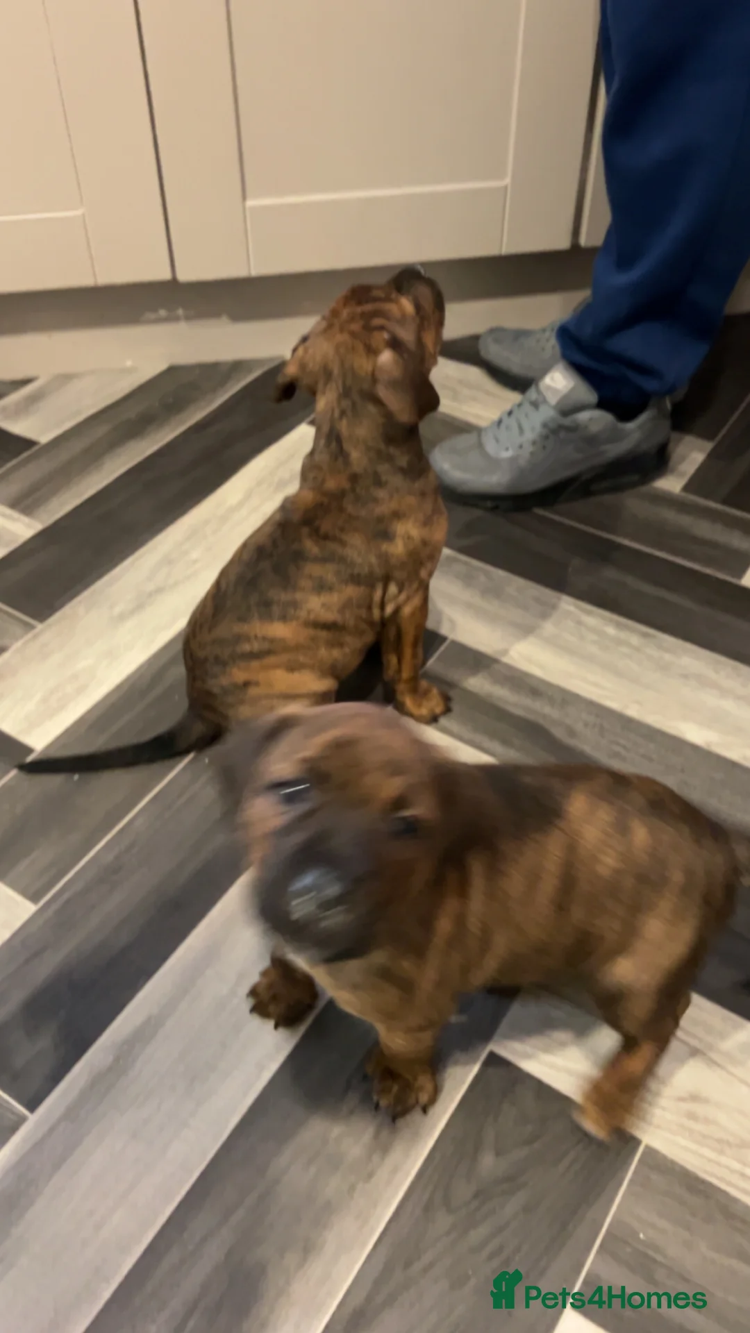 Mixed Breed dogs for sale: Staffy pups  - Advert 6