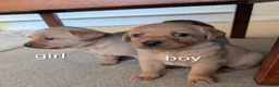 Labrador Retriever dogs for sale: Kc registered labrador puppies - Advert 14