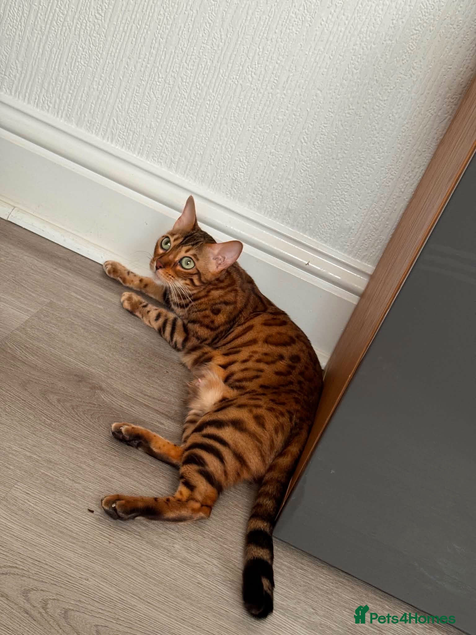Bengal cats Kitten boys Bengal  - Advert 8