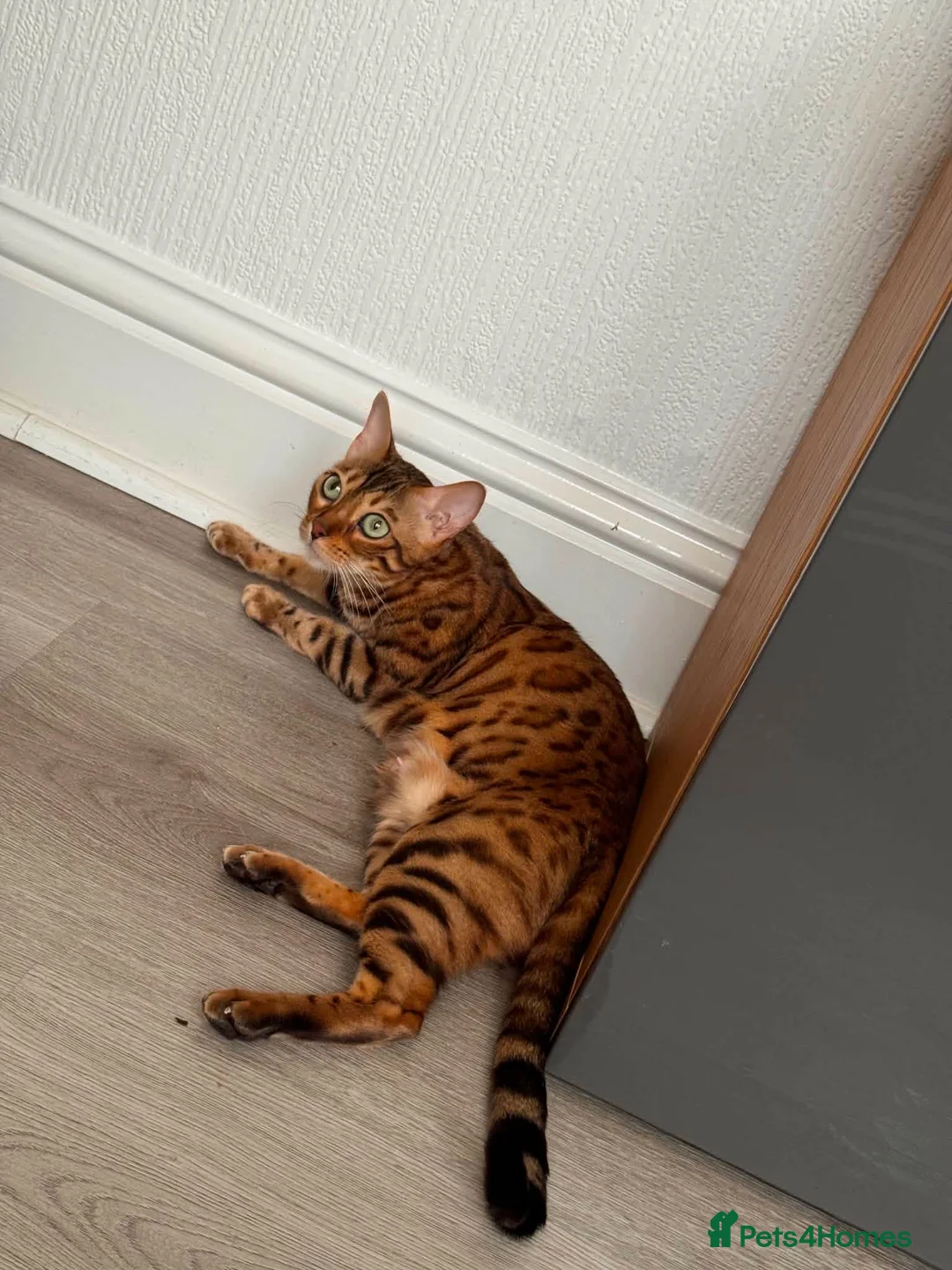 Bengal cats for sale: Kitten boys Bengal  - Advert 1
