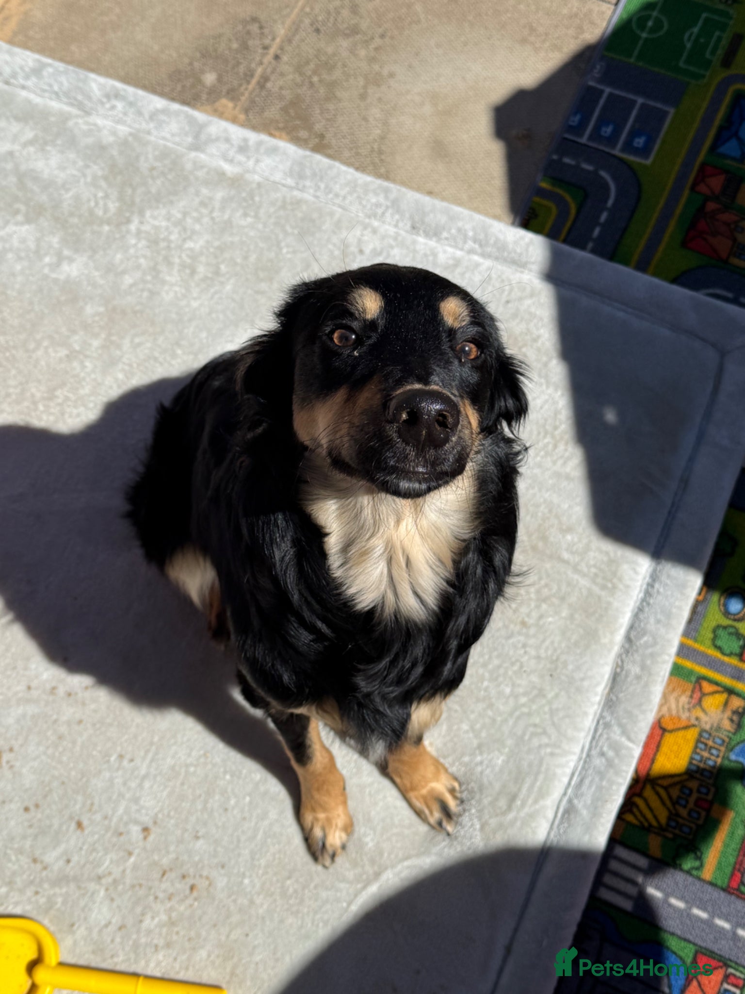 Bordoodle dogs Loving girl - Advert 2