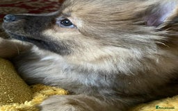 German Spitz dogs for sale: German spitz - Image 11
