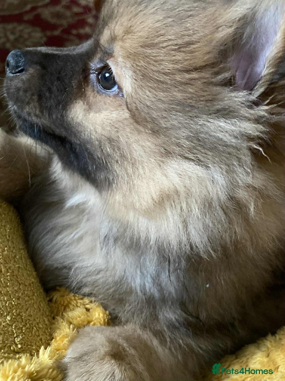 German Spitz dogs for sale: German spitz - Image 11