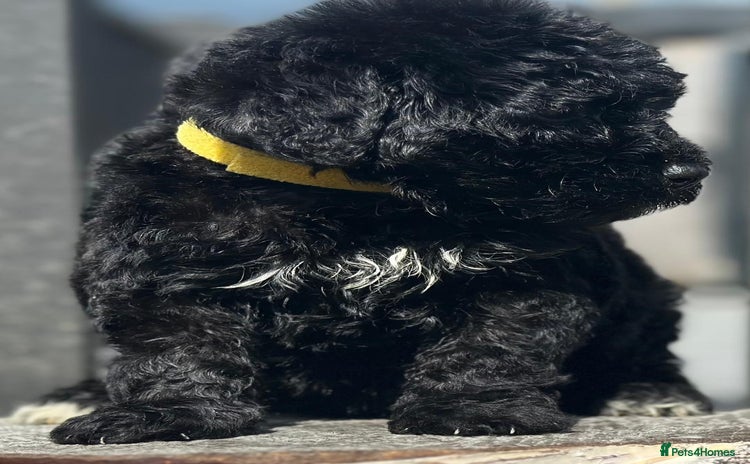 Bernedoodle dogs - Advert 1