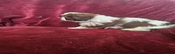 Shih Tzu dogs for sale: royal kennel club registered standard shih tzu pup - Advert 4