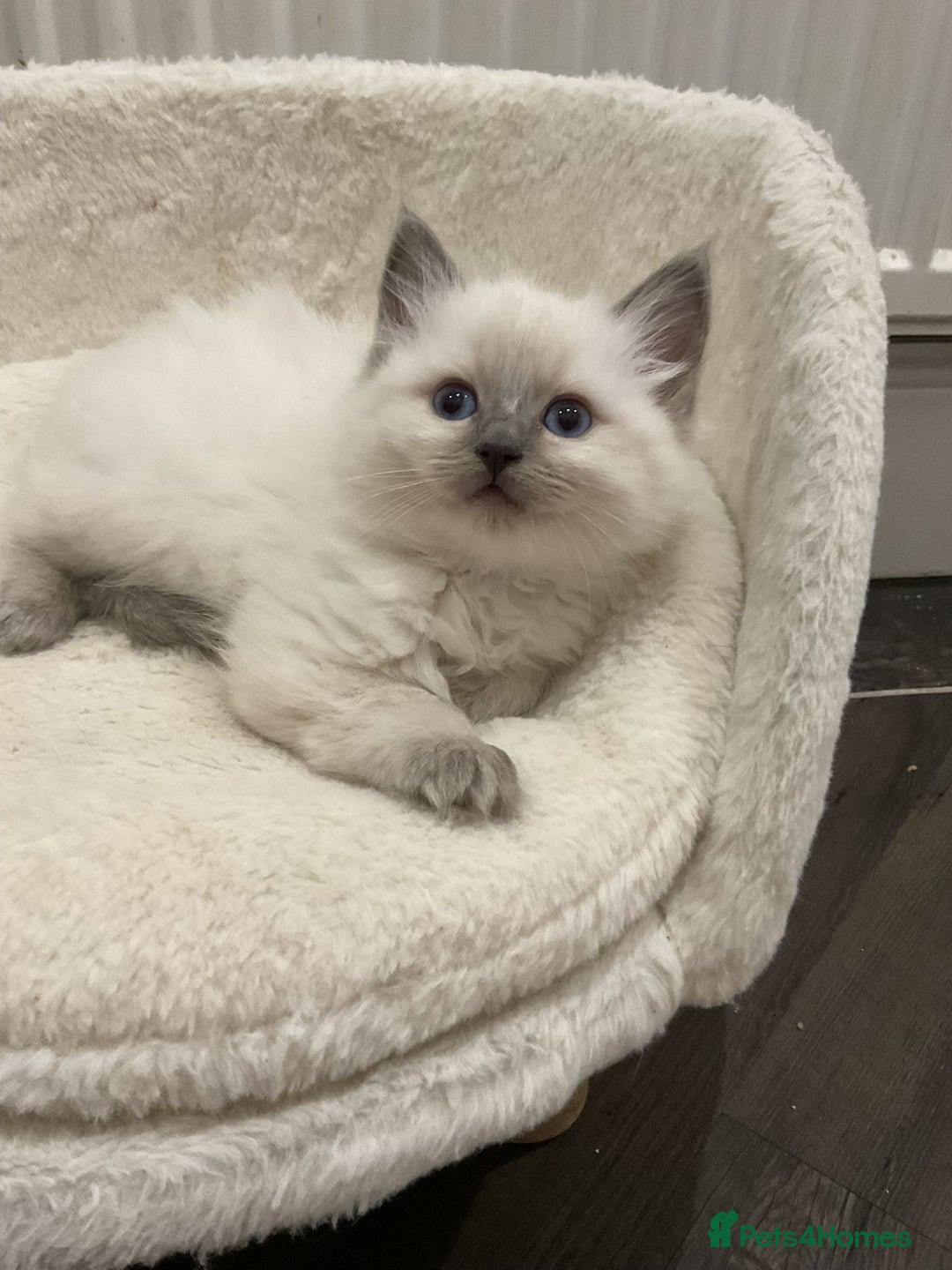 Ragdoll cats for sale: BEAUTIFUL RAGDOLLS 2X GIRLS 3 BOYS  - Advert 6