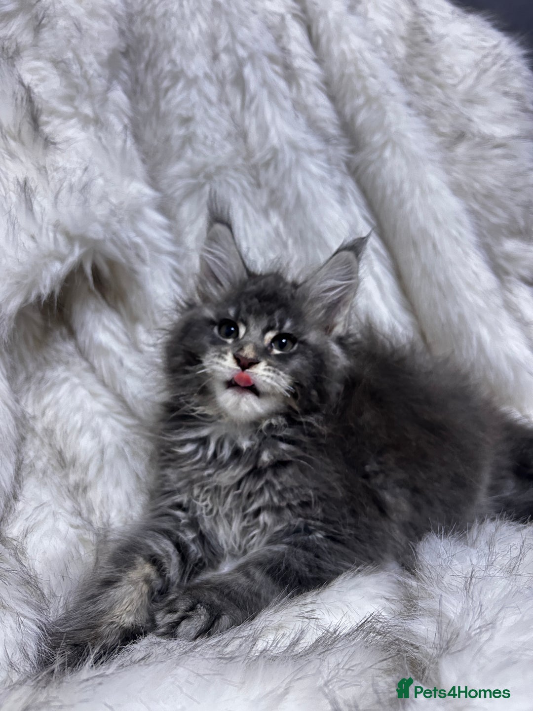 Maine Coon cats for sale: Maine Coon kitten  - Advert 12