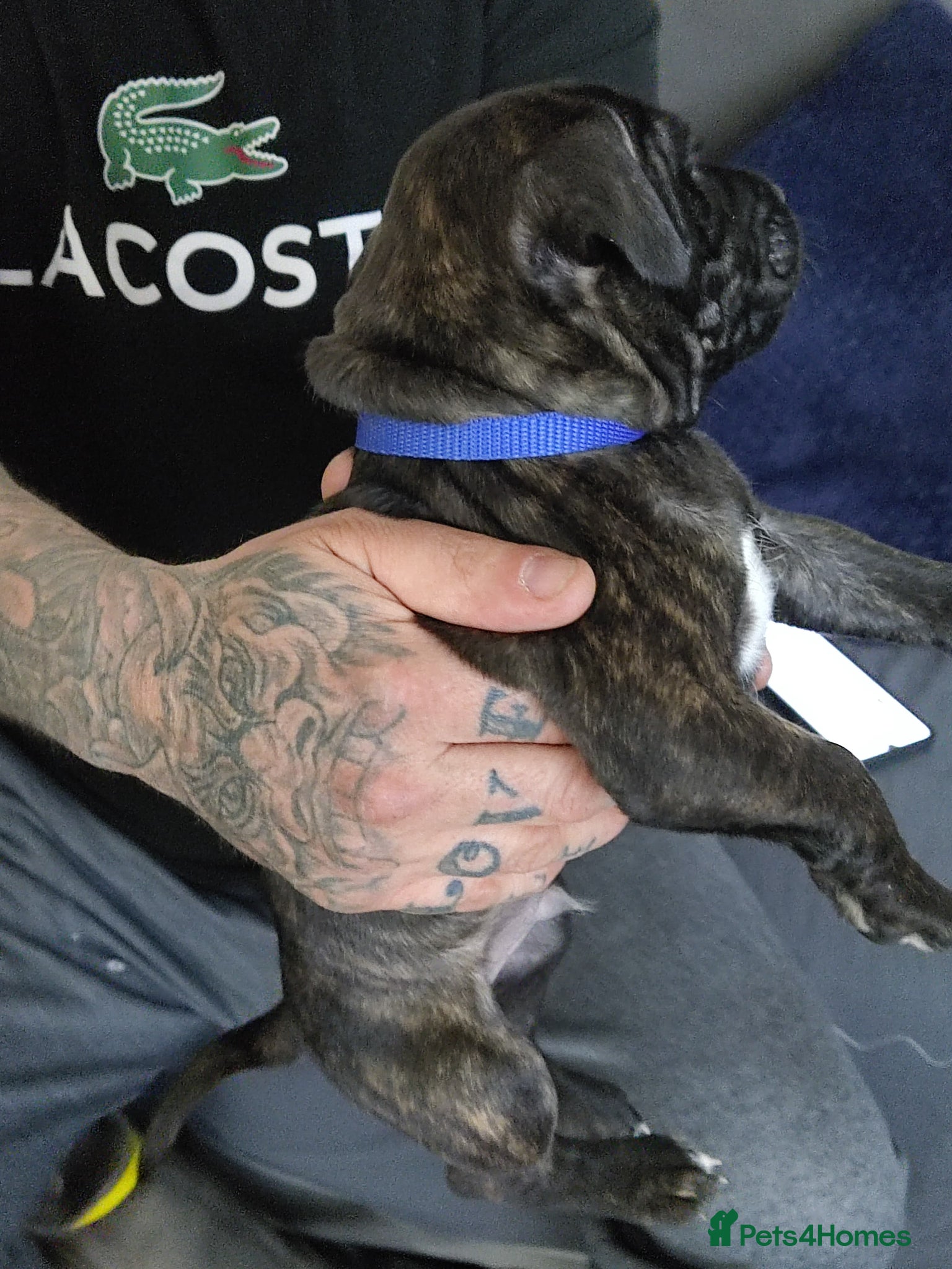 Staffordshire Bull Terrier dogs Staffordshire bull terrier - Advert 16