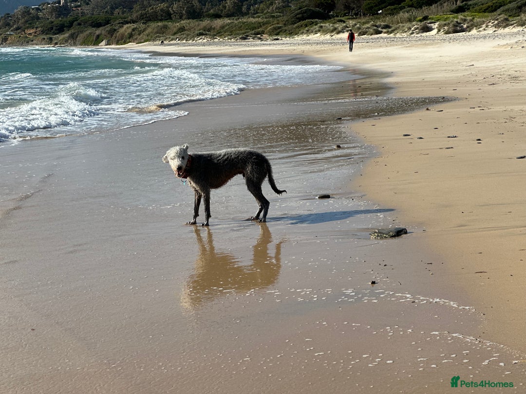 Mixed Breed dogs for sale: Beautiful Bedlington/Greyhound Cross  - Advert 13