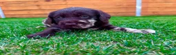 Labradoodle dogs for sale: Beautiful Chocolate Labradoodle Babies 🐾🐾🐾 - Advert 14