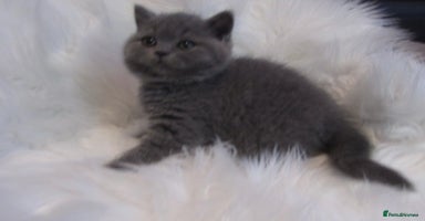 British Shorthair cats - Advert 2