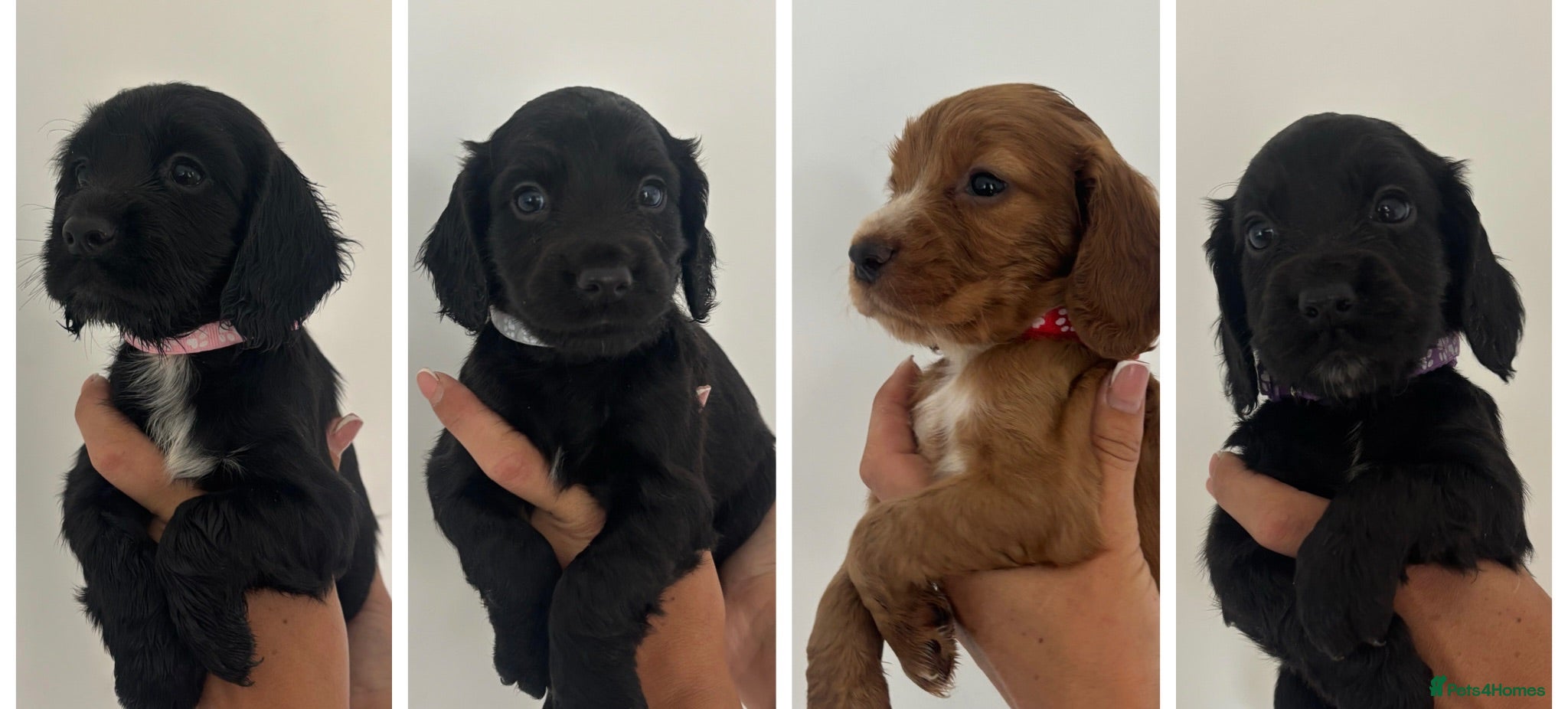 Cocker Spaniel dogs Cocker spaniel Pups - Advert 1