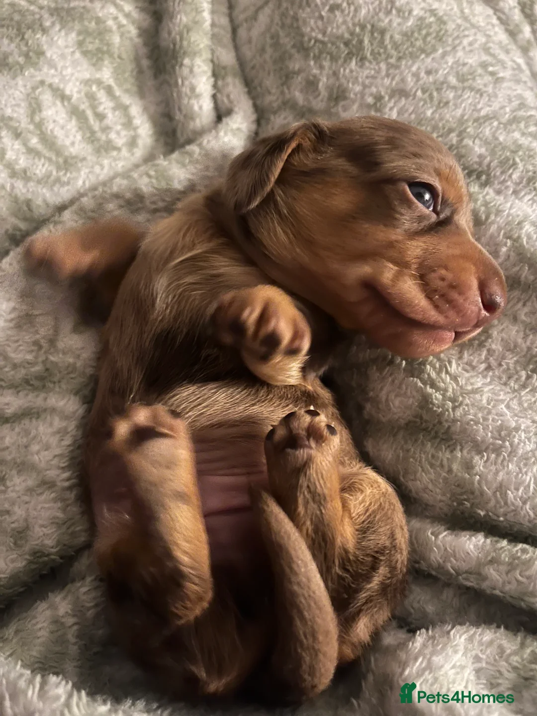 Dachshund dogs for sale: 🐾 Beautiful Dachshund Puppies Available 🐾 - Advert 10